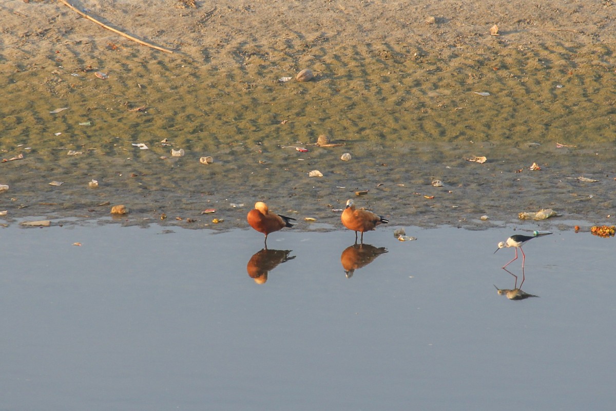 rustand - ML646960347