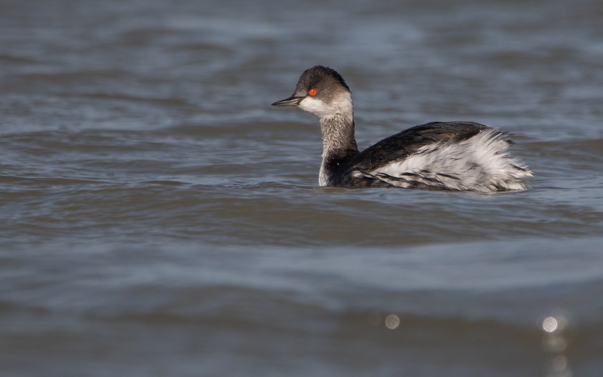 Eared Grebe - ML646960354