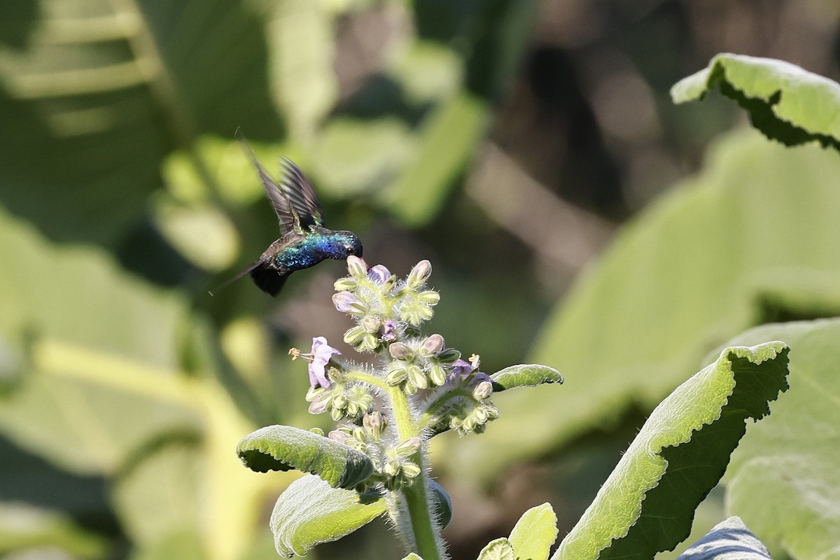 Turquoise-crowned Hummingbird - ML646960358