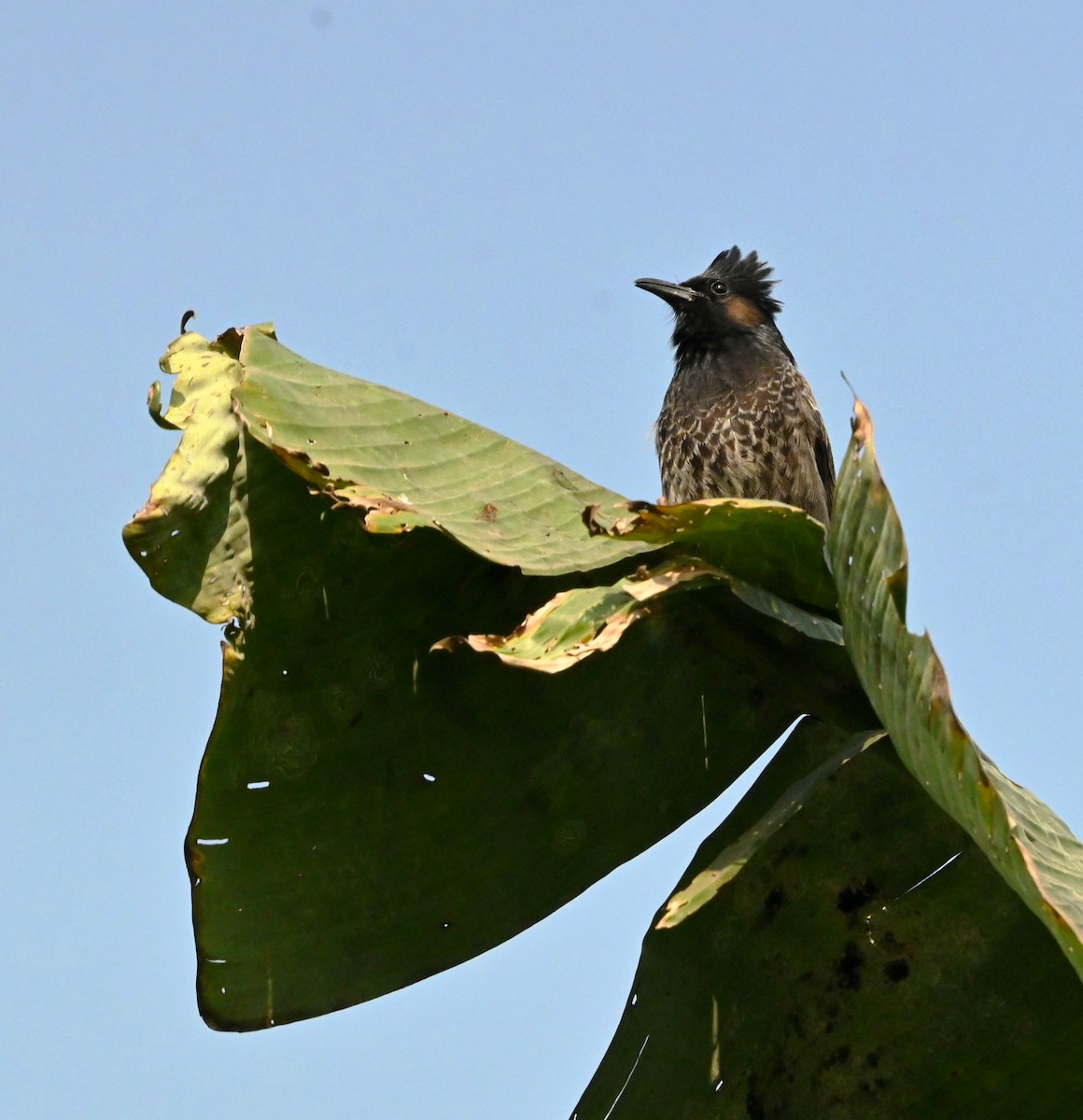 bulbul šupinkový - ML646960366