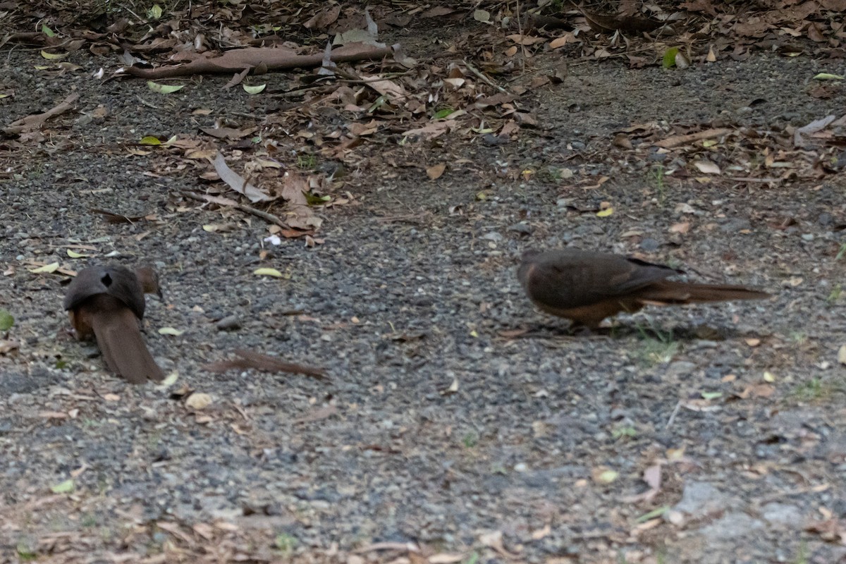 kanelgjøkdue - ML646960367