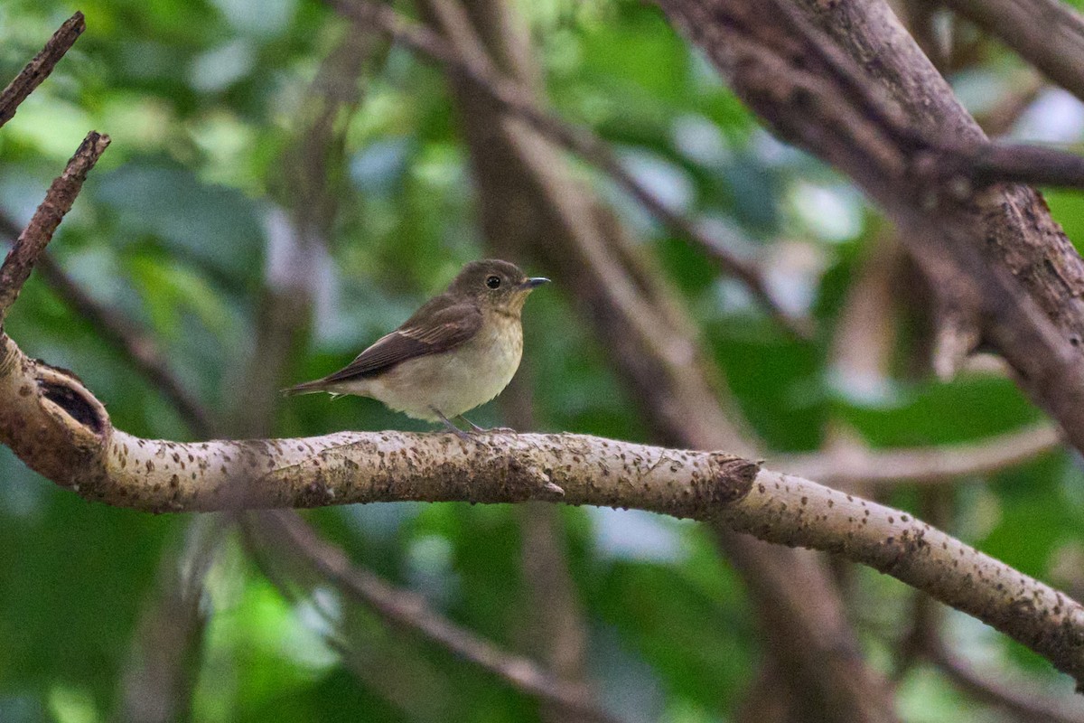 Narcissus Flycatcher - ML646960368