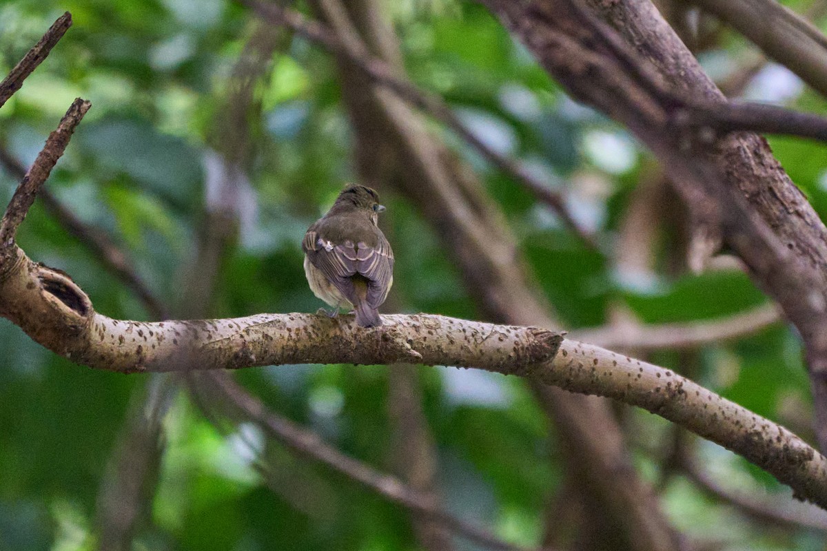 Narcissus Flycatcher - ML646960369