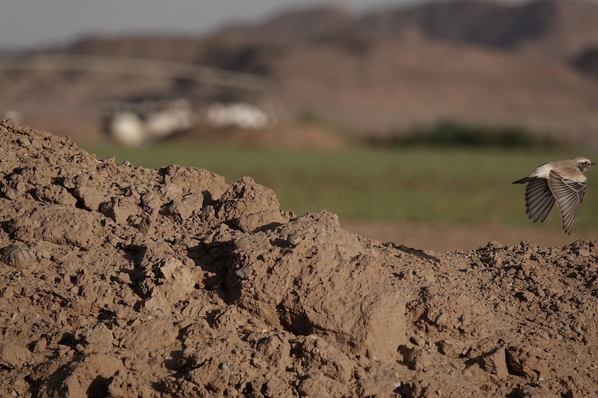 Desert Wheatear - ML646960371