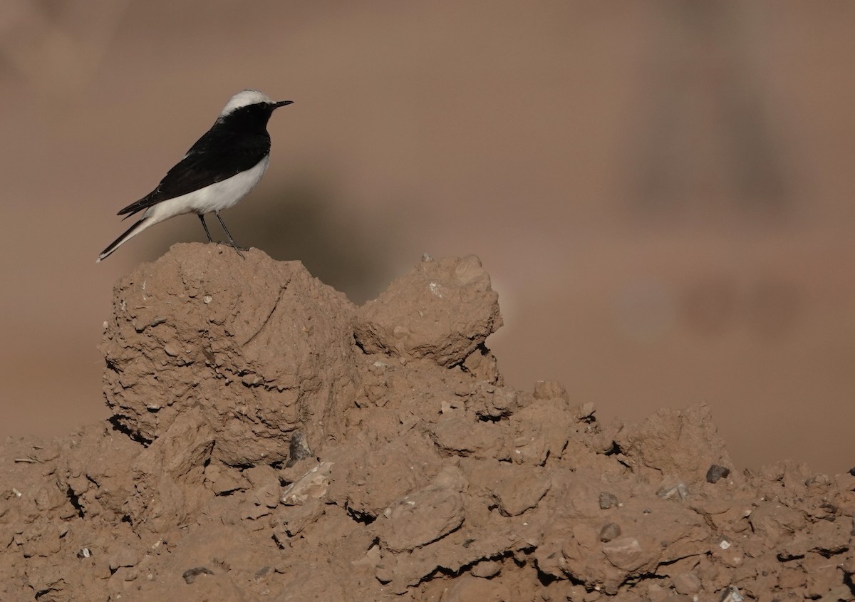 Collalba Monje - ML646960373