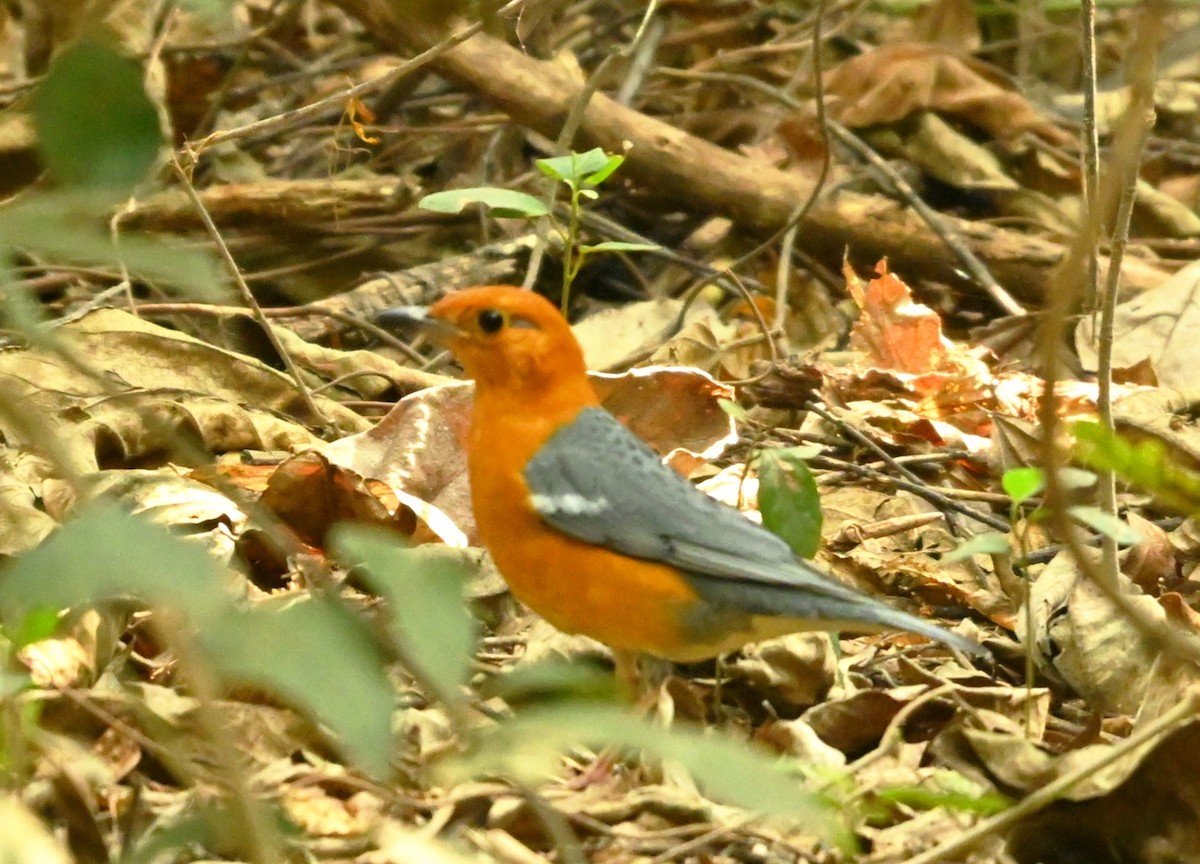 drozd oranžovohlavý - ML646960374