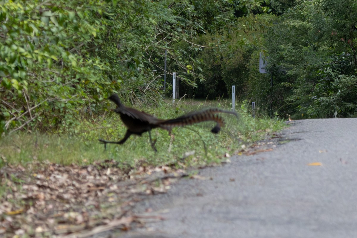 lyrochvost nádherný - ML646960375