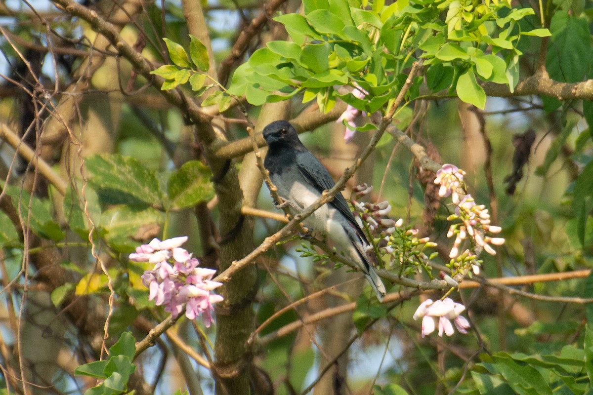 svarthodelarveeter - ML646960376