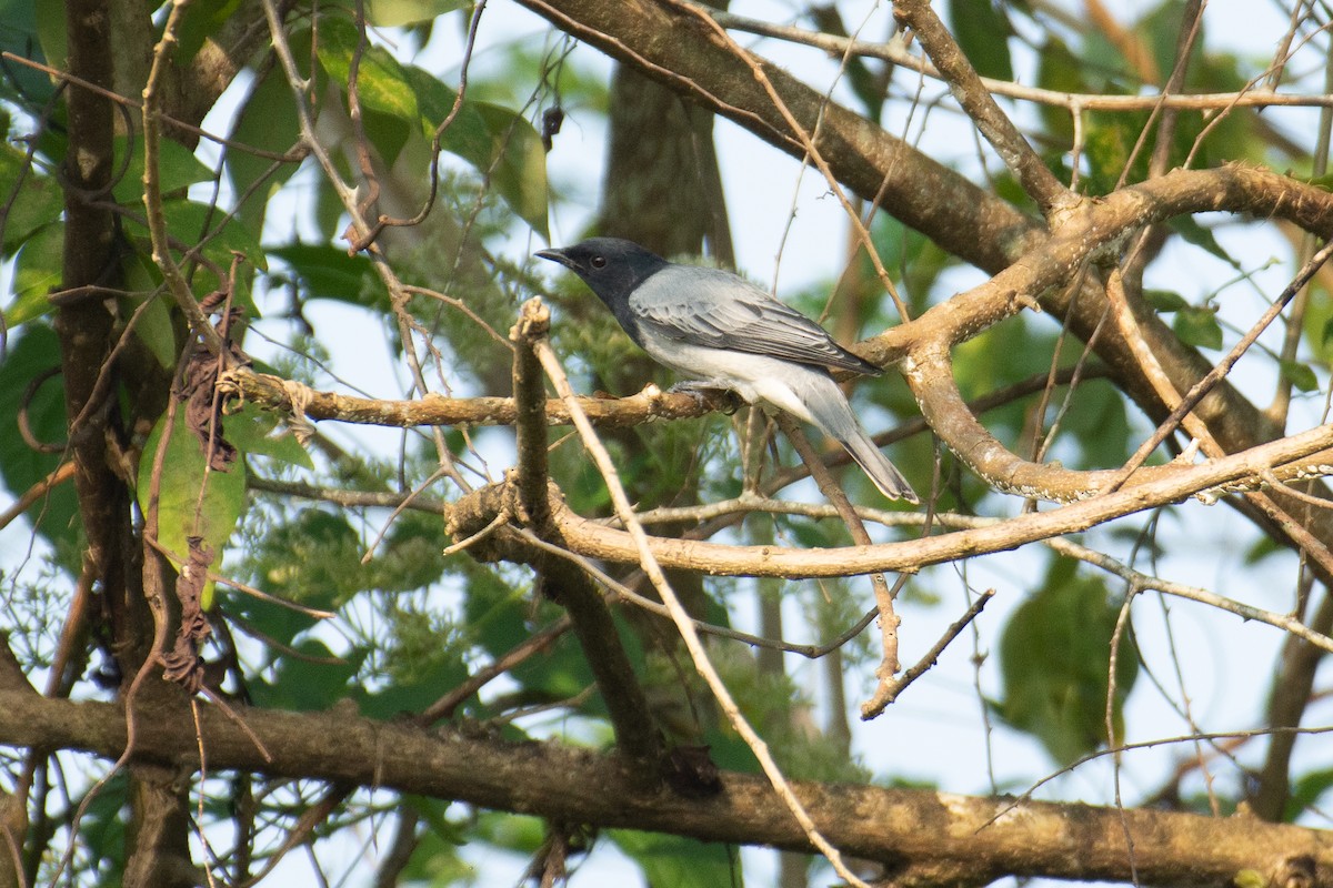 svarthodelarveeter - ML646960377