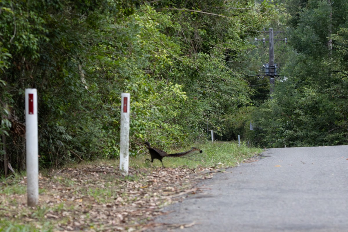 lyrochvost nádherný - ML646960378