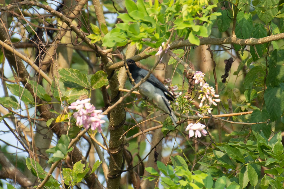 svarthodelarveeter - ML646960379