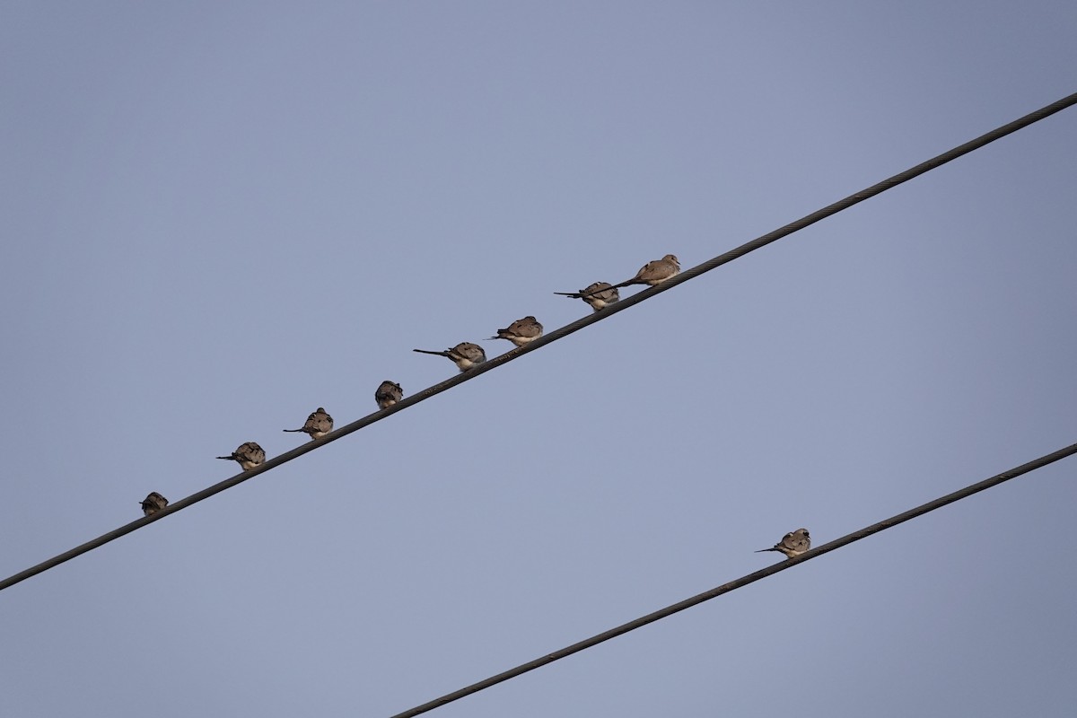 Namaqua Dove - ML646960381