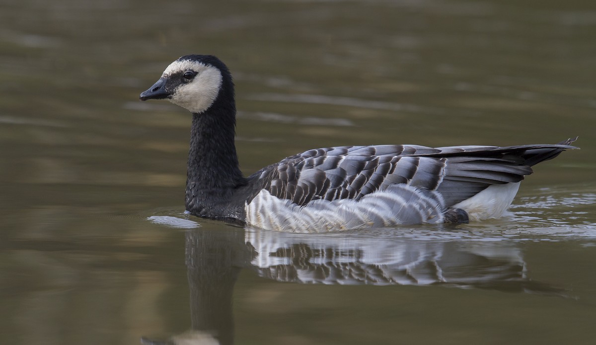 Barnacle Goose - ML646960382