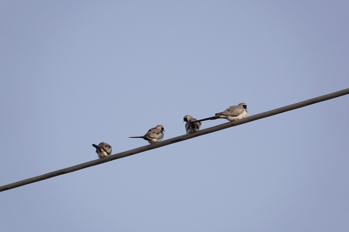 Namaqua Dove - ML646960383