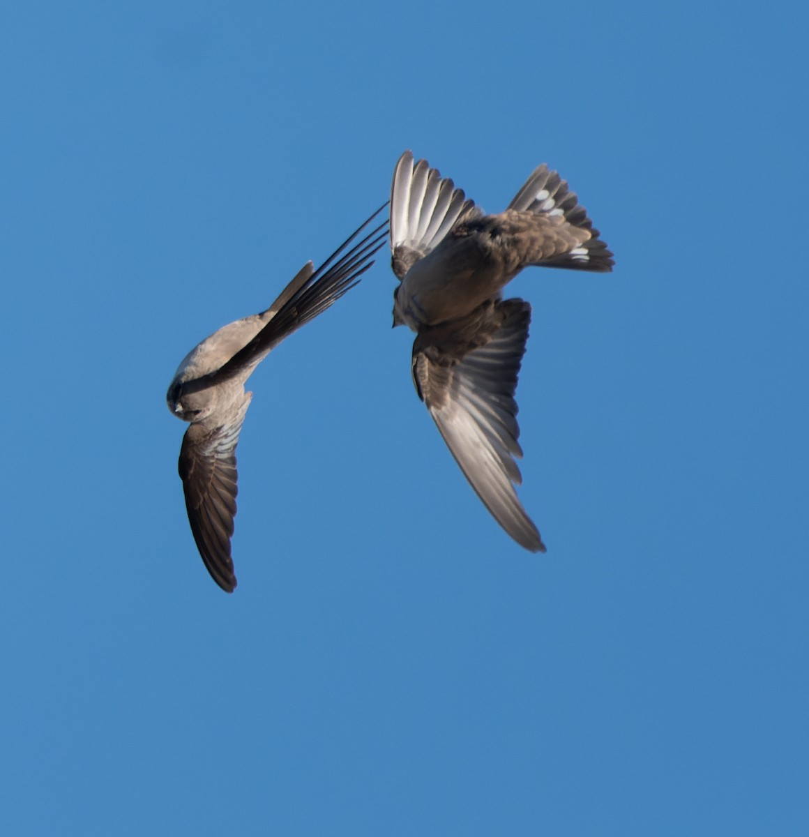 Eurasian Crag-Martin - ML646960384