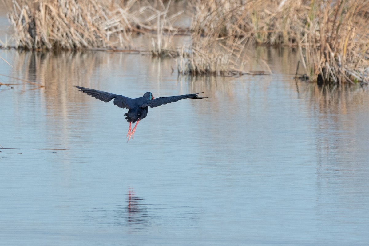 Western Swamphen - ML646960386