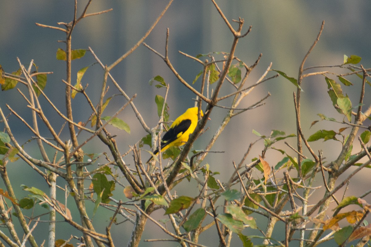 Indian Golden Oriole - ML646960387