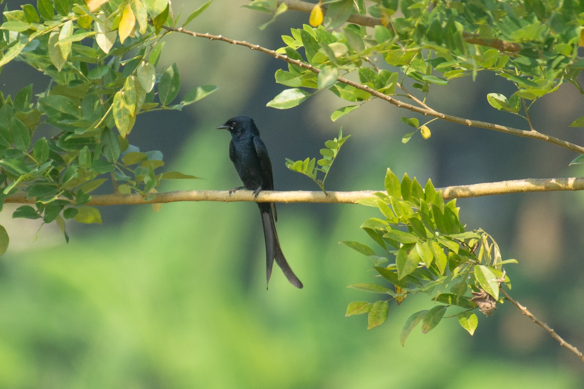 Black Drongo - ML646960389