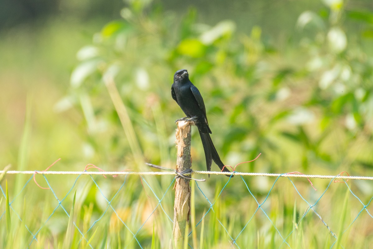 Black Drongo - ML646960390
