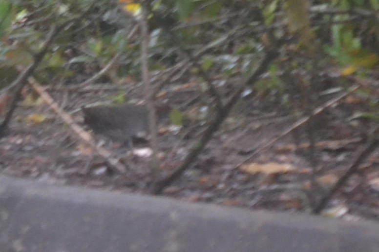 Slaty-breasted Rail - ML646960392