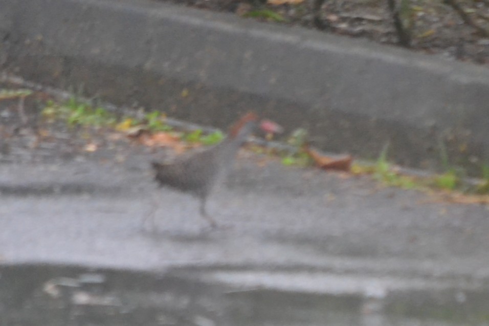 Slaty-breasted Rail - ML646960393