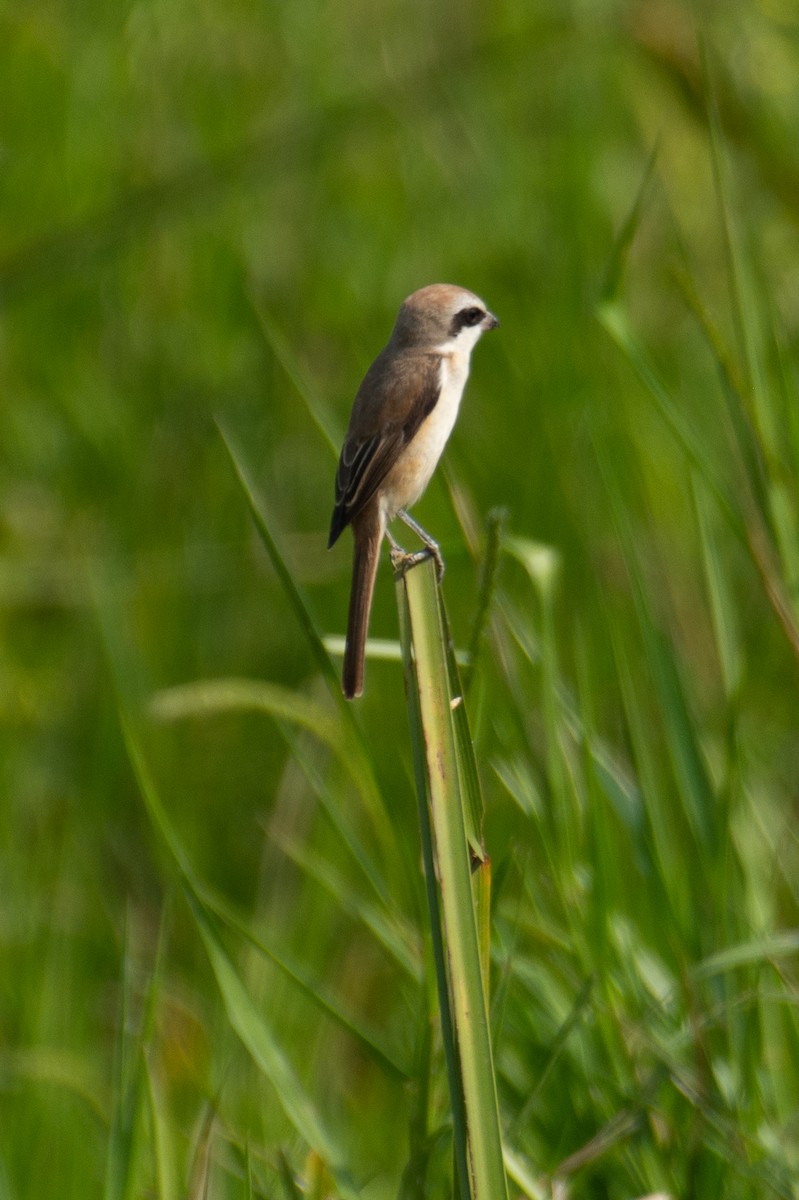 Brown Shrike - ML646960394