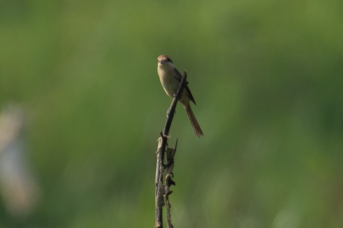Brown Shrike - ML646960395