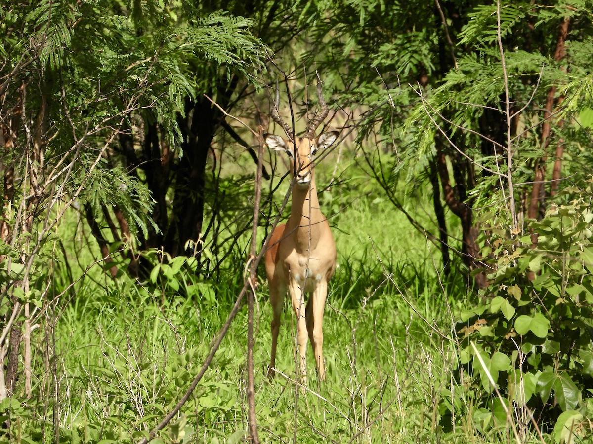 Impala - ML646960397