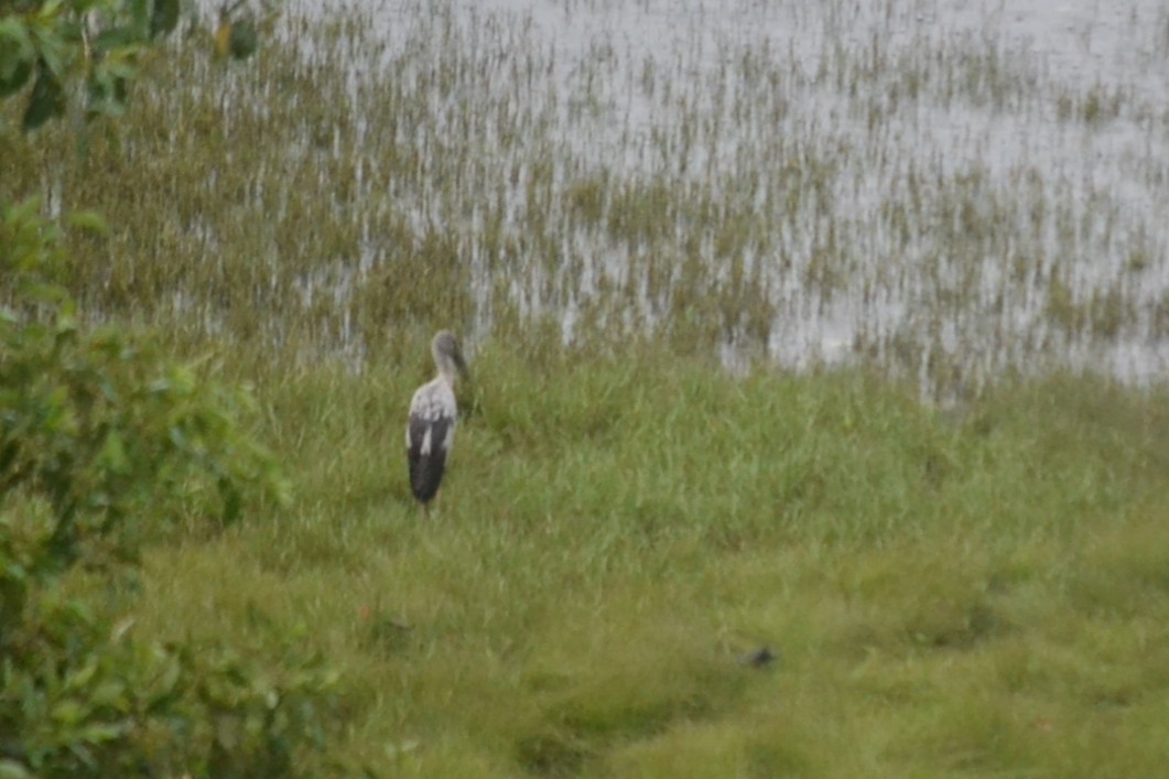 Asian Openbill - ML646960398