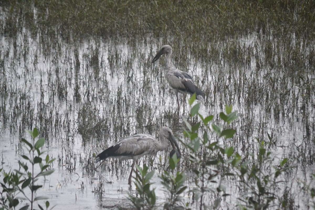 Лелека-молюскоїд індійський - ML646960400