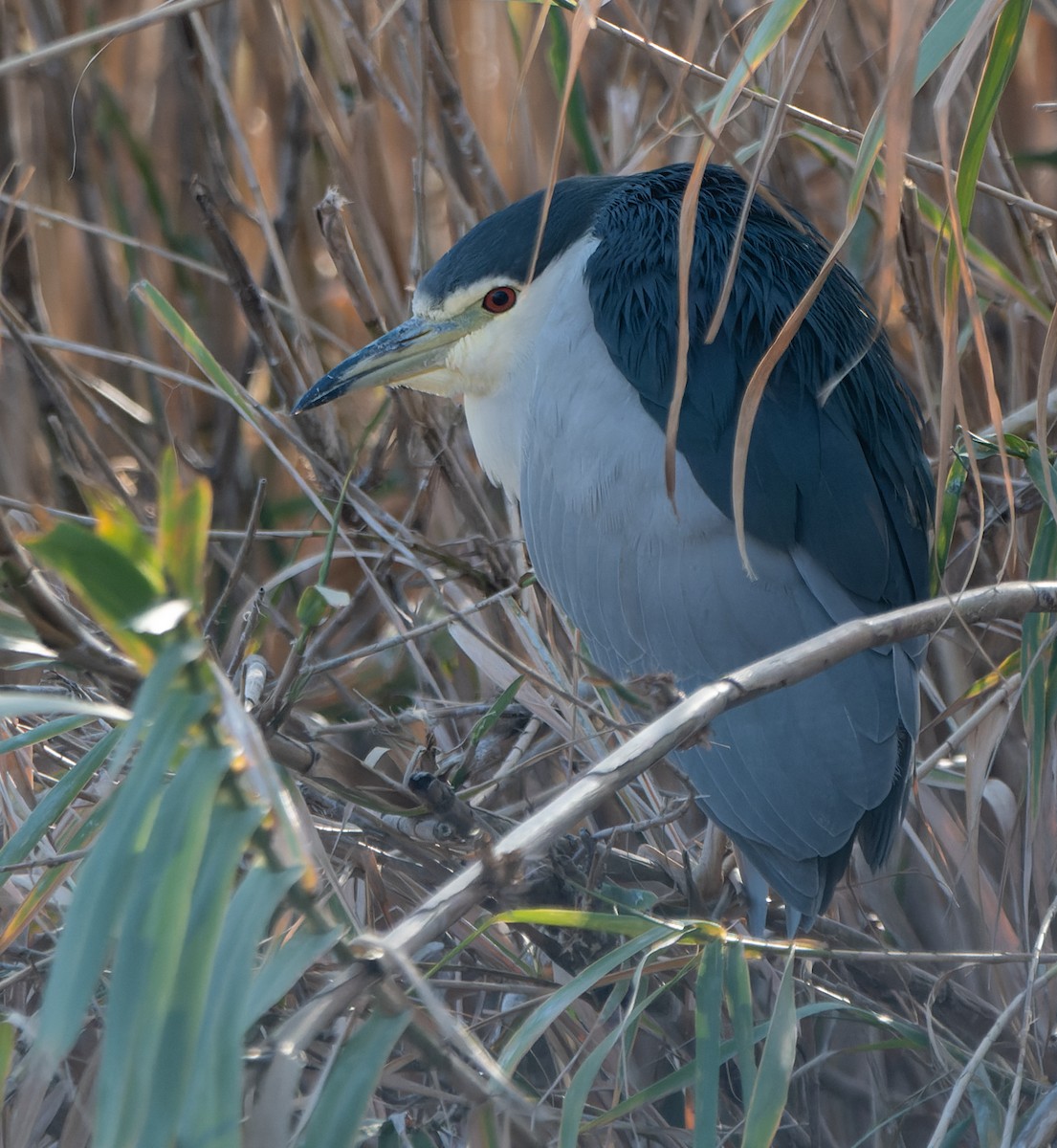 Black-crowned Night Heron - ML646960401