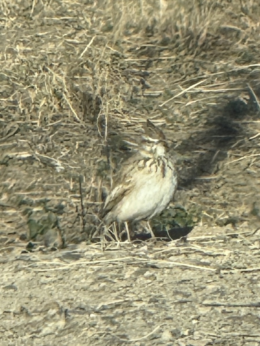 Crested Lark - ML646960404