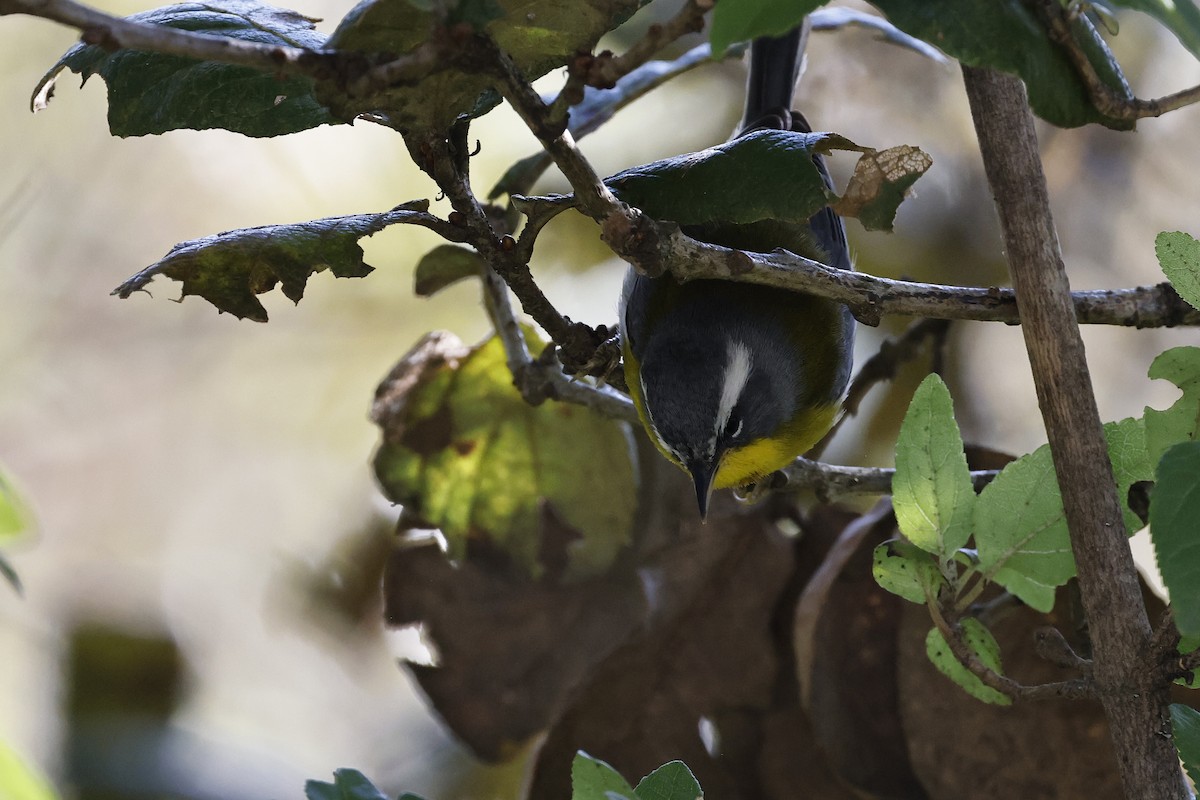 Crescent-chested Warbler - ML646960418
