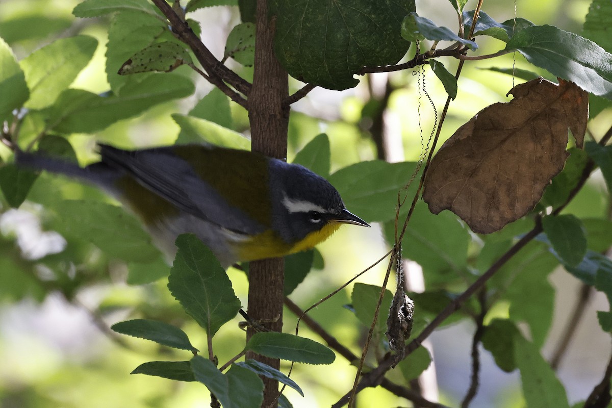 Crescent-chested Warbler - ML646960419