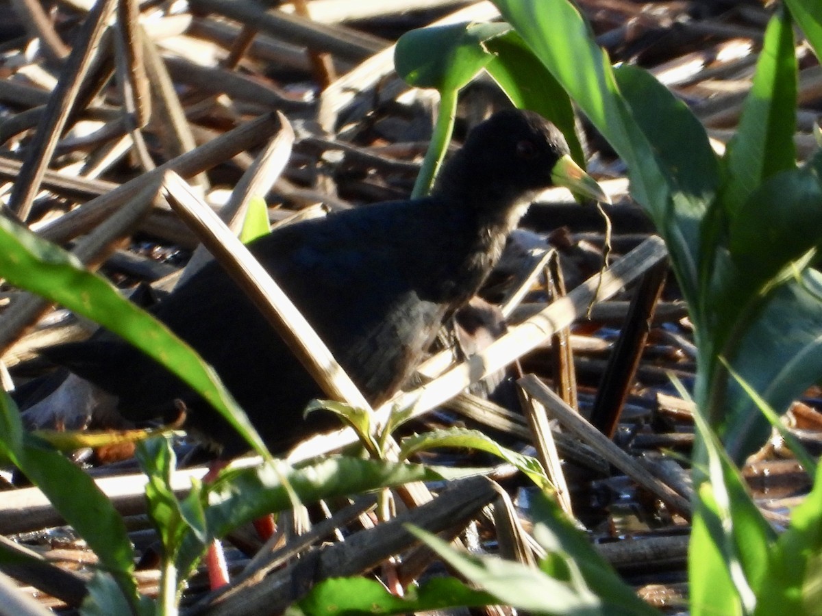 Black Crake - ML646960420
