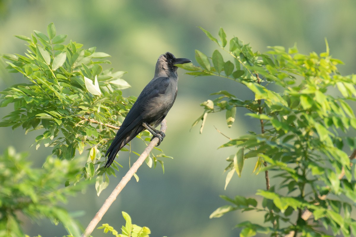 House Crow - ML646960421