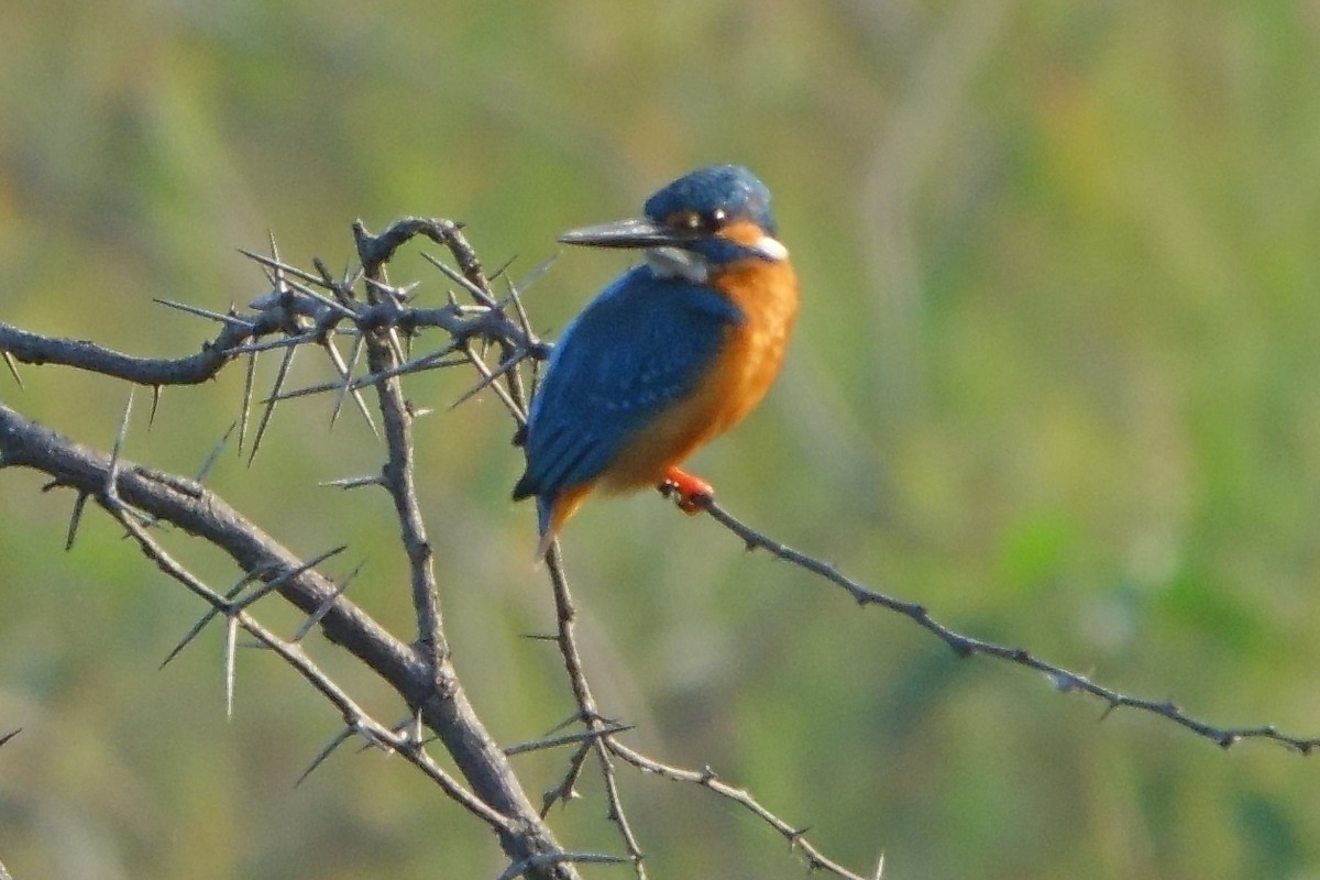 Common Kingfisher - ML646960422