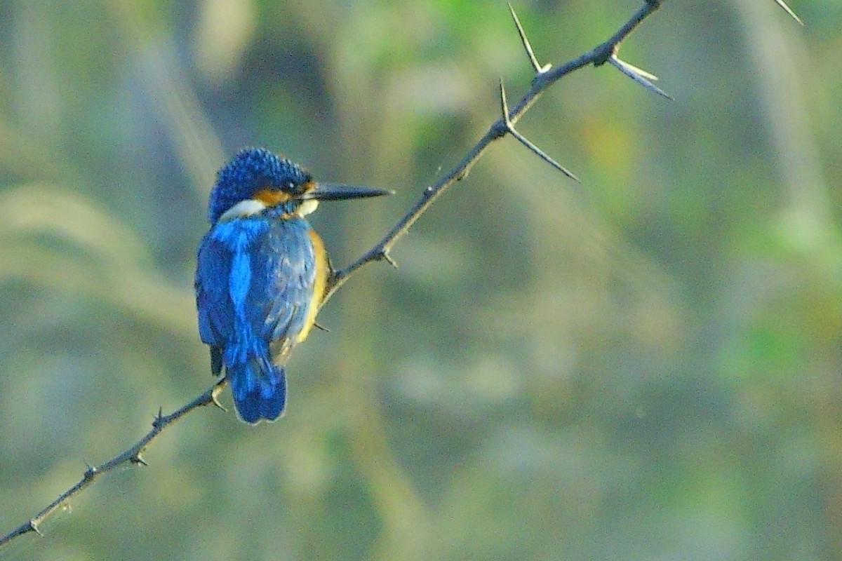 Common Kingfisher - ML646960423
