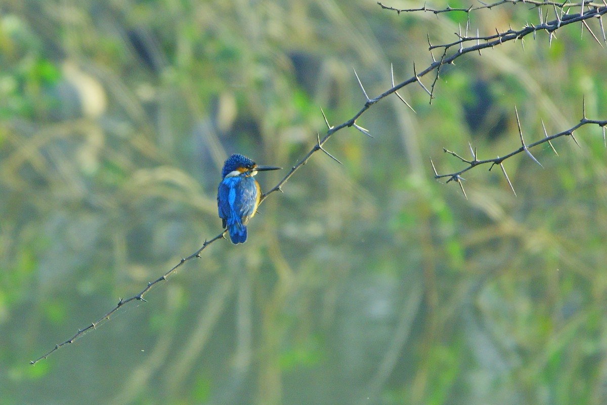 Common Kingfisher - ML646960424