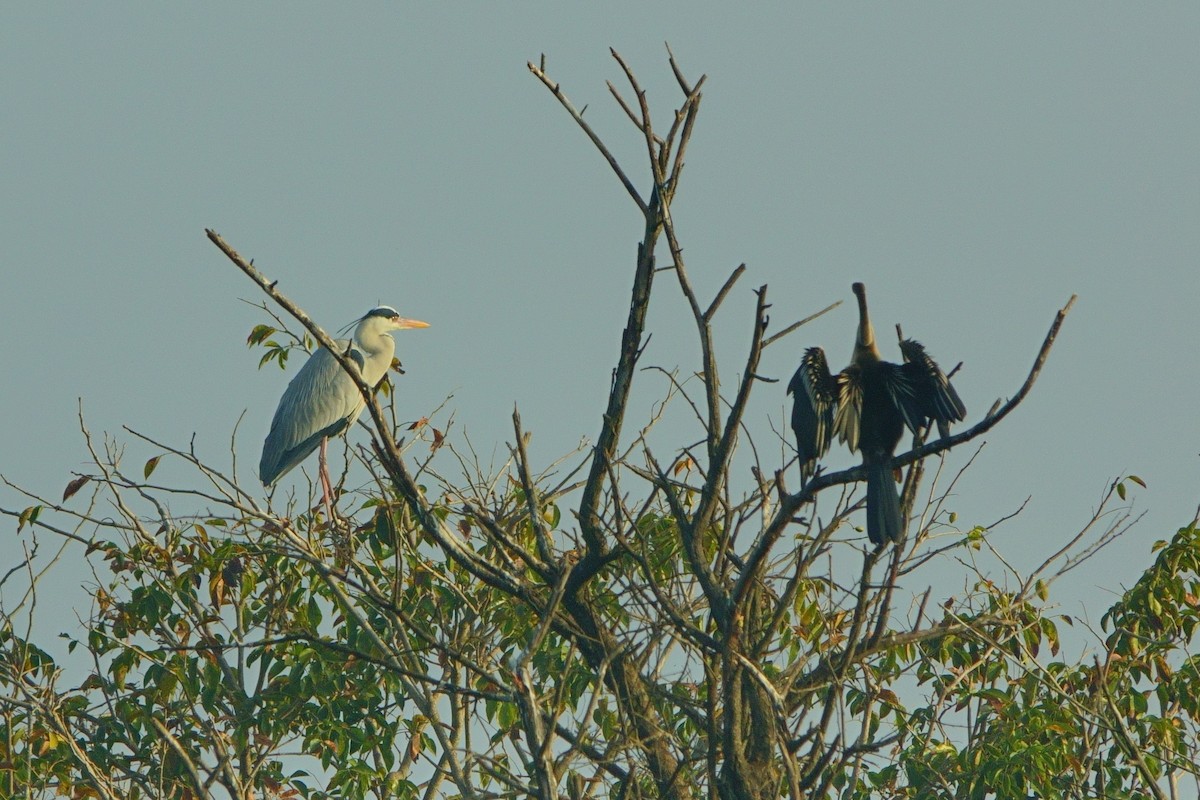 Oriental Darter - ML646960425