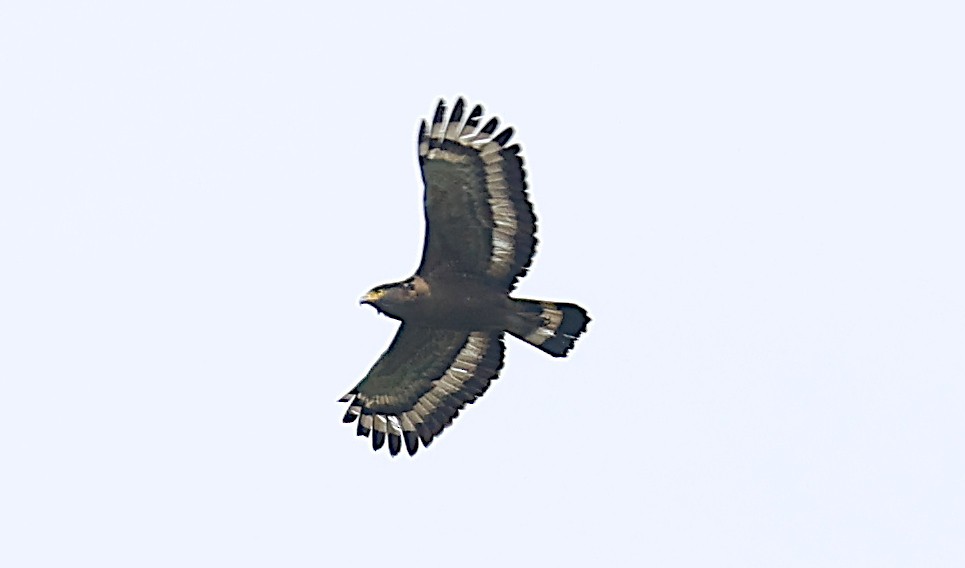 Crested Serpent-Eagle - ML646960428