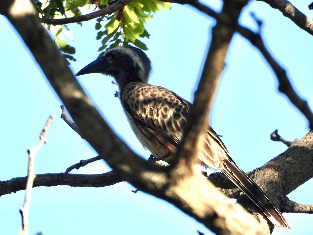 African Gray Hornbill - ML646960429