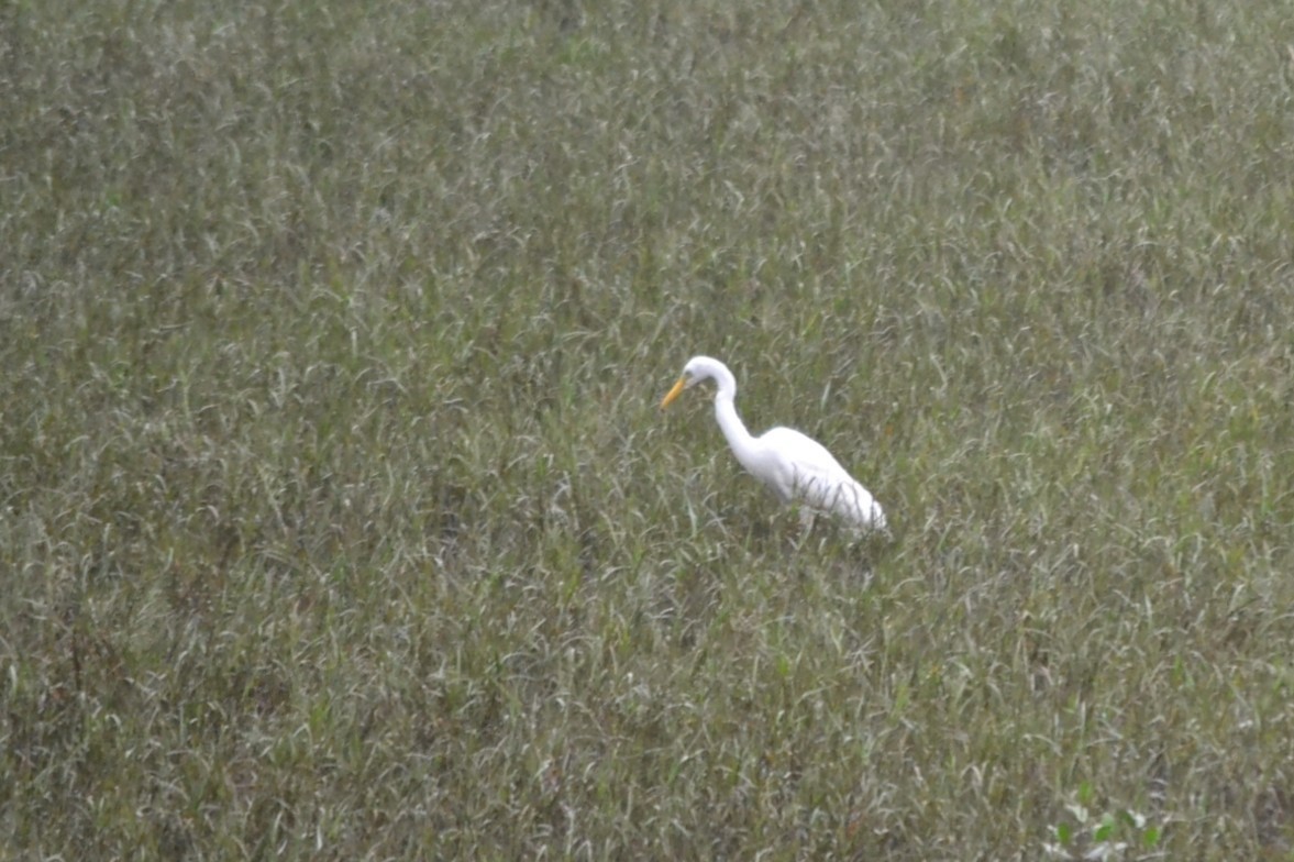 Чапля середня - ML646960430