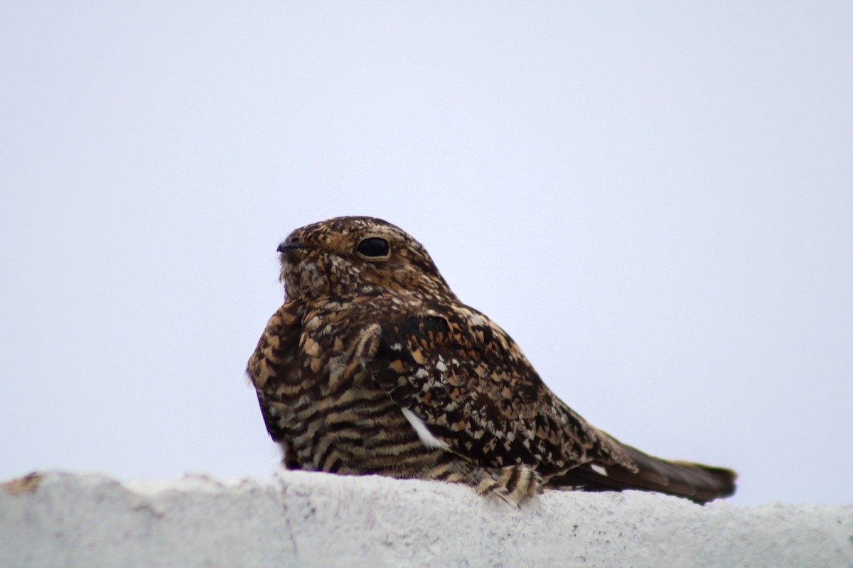 Scissor-tailed Nightjar - ML646960432