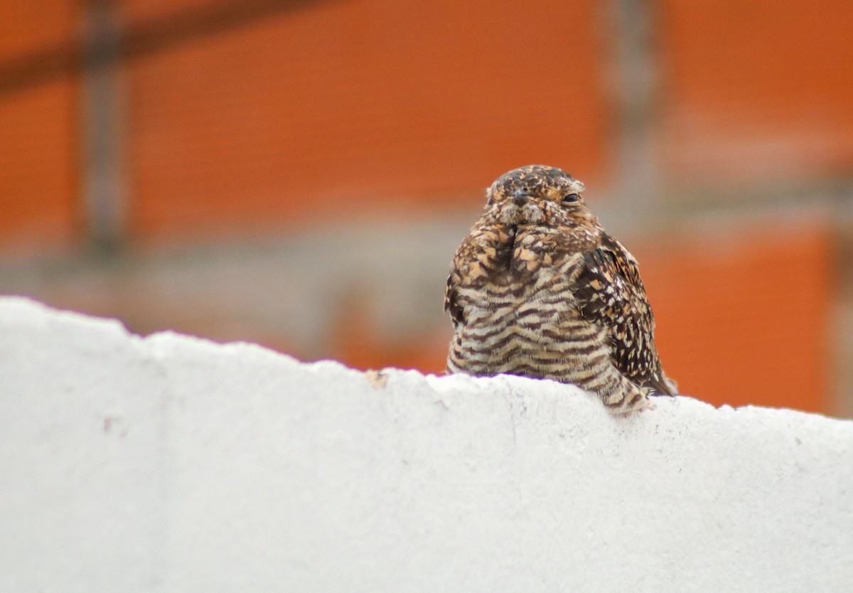 Scissor-tailed Nightjar - ML646960433