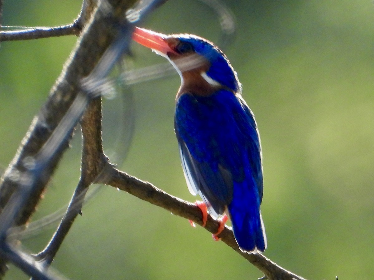Malachite Kingfisher - ML646960434