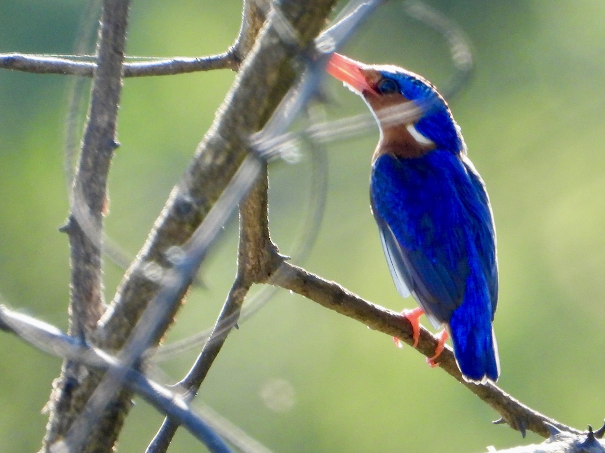 Malachite Kingfisher - ML646960435