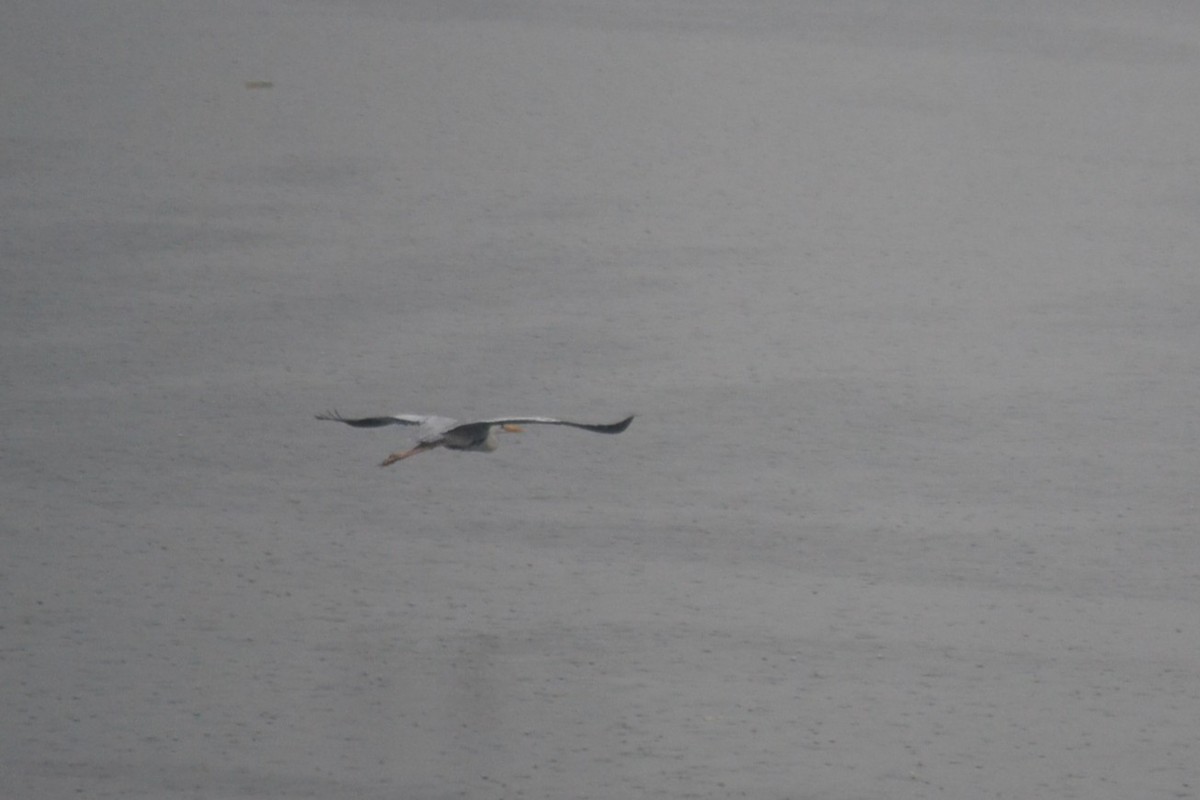 Airone cenerino - ML646960437