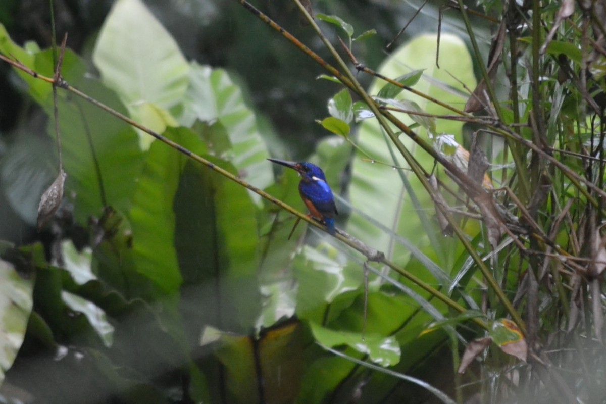 Рибалочка темно-синій - ML646960438