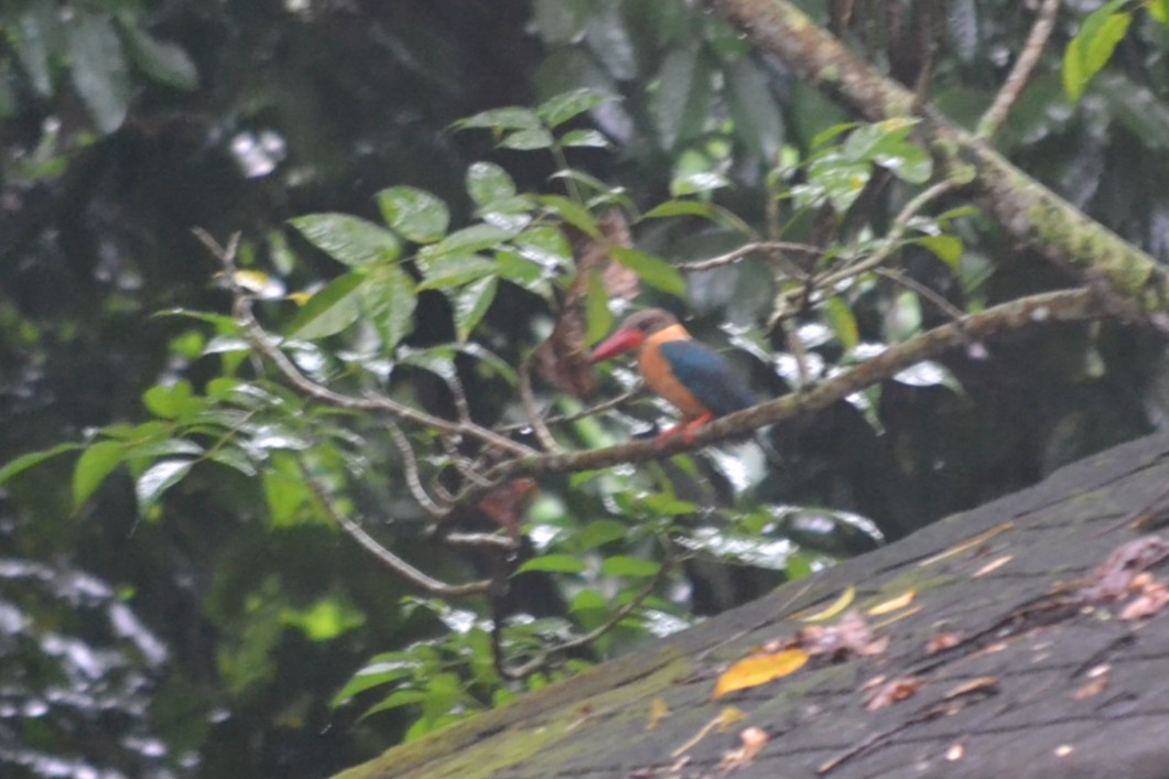 Аистоклювый гуриал - ML646960439